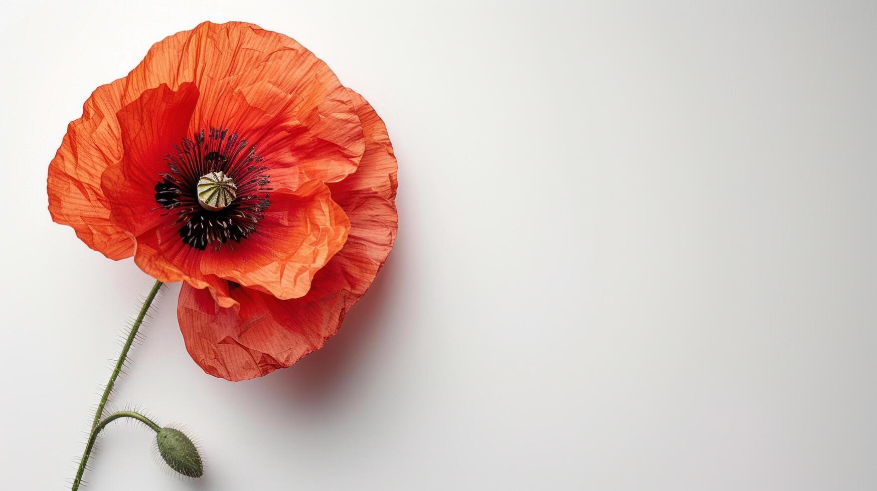 ai gegenereerd een schoon, wit achtergrond met een single papaver in de centrum, symboliseert herinnering foto