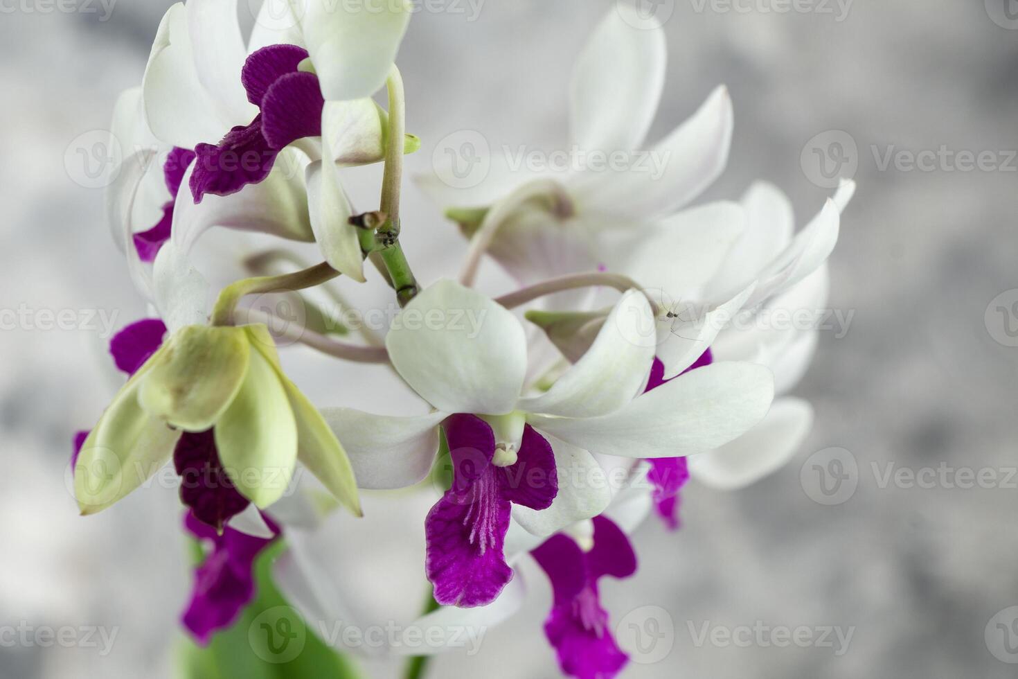 selectief focus wit dendrobium orchidee bloem, kamerplant, geïsoleerd grijs abstract foto