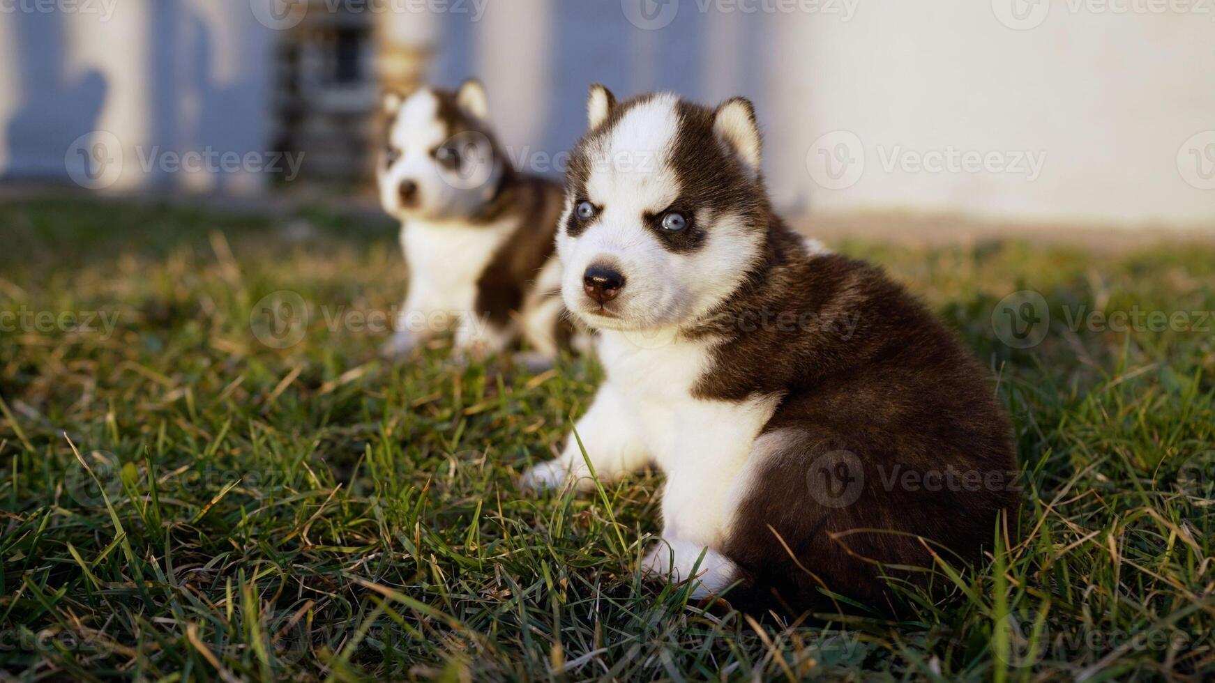 hond puppy's zijn zittend in de gras. schor honden Speel Aan de ochtend- gras veld. schor puppy's in een opruimen in de buurt de huis. foto