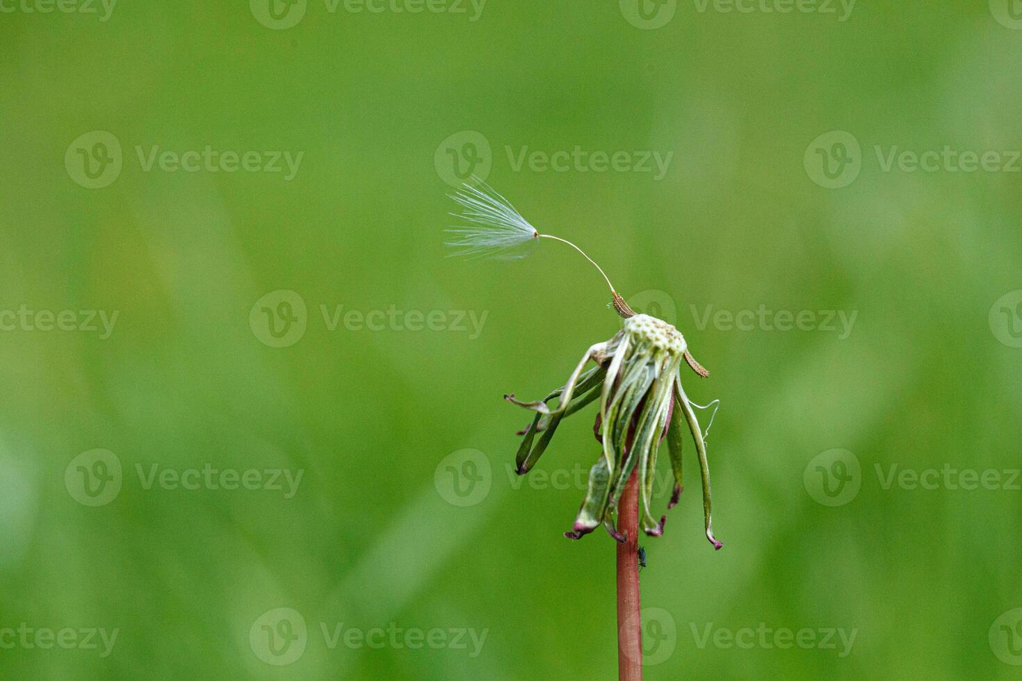 paardebloem Aan een achtergrond van groen gras foto