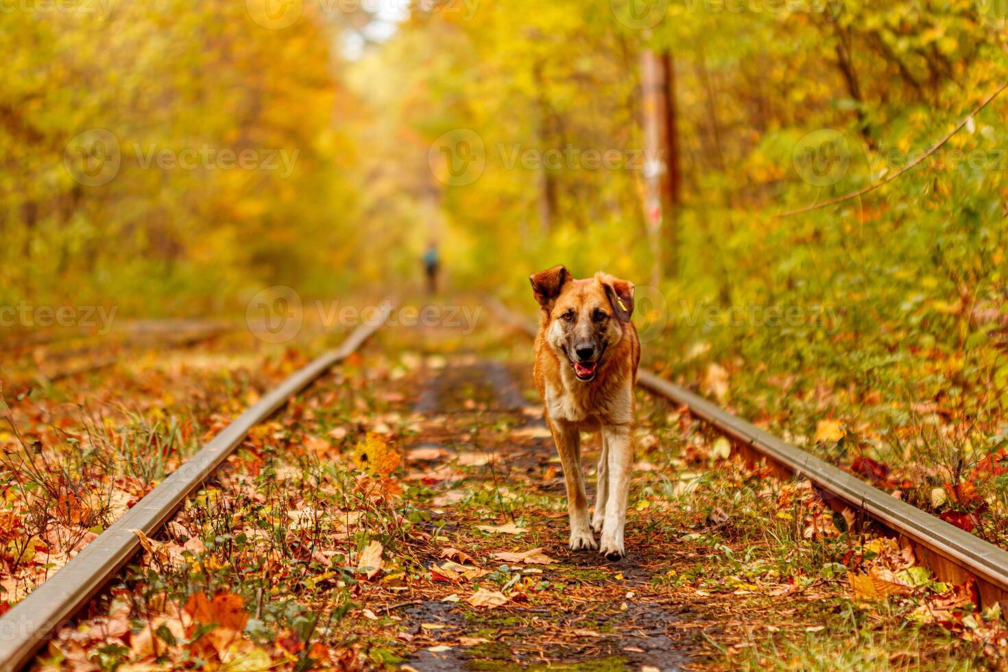 herfst Woud door welke een oud tram ritten Oekraïne en rood hond foto