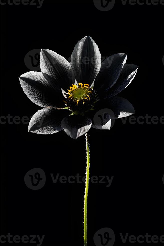ai gegenereerd zwart bloem Aan zwart achtergrond foto
