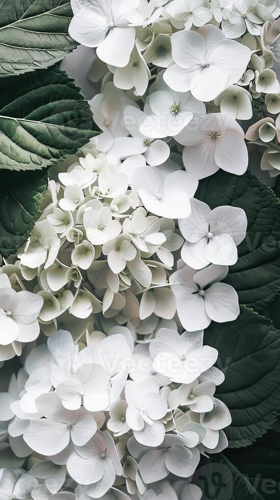 ai gegenereerd detailopname visie van wit hortensia bloei en groen bladeren in een tuin foto