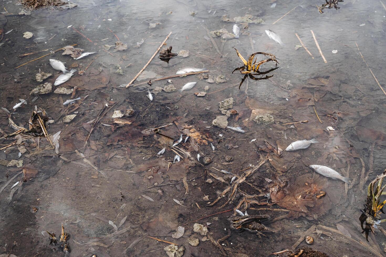 dood vis Aan de bank van de rivier- verontreiniging van de reservoir, gebrek van zuurstof, giftig stoffen in de water, fauna ging dood. foto