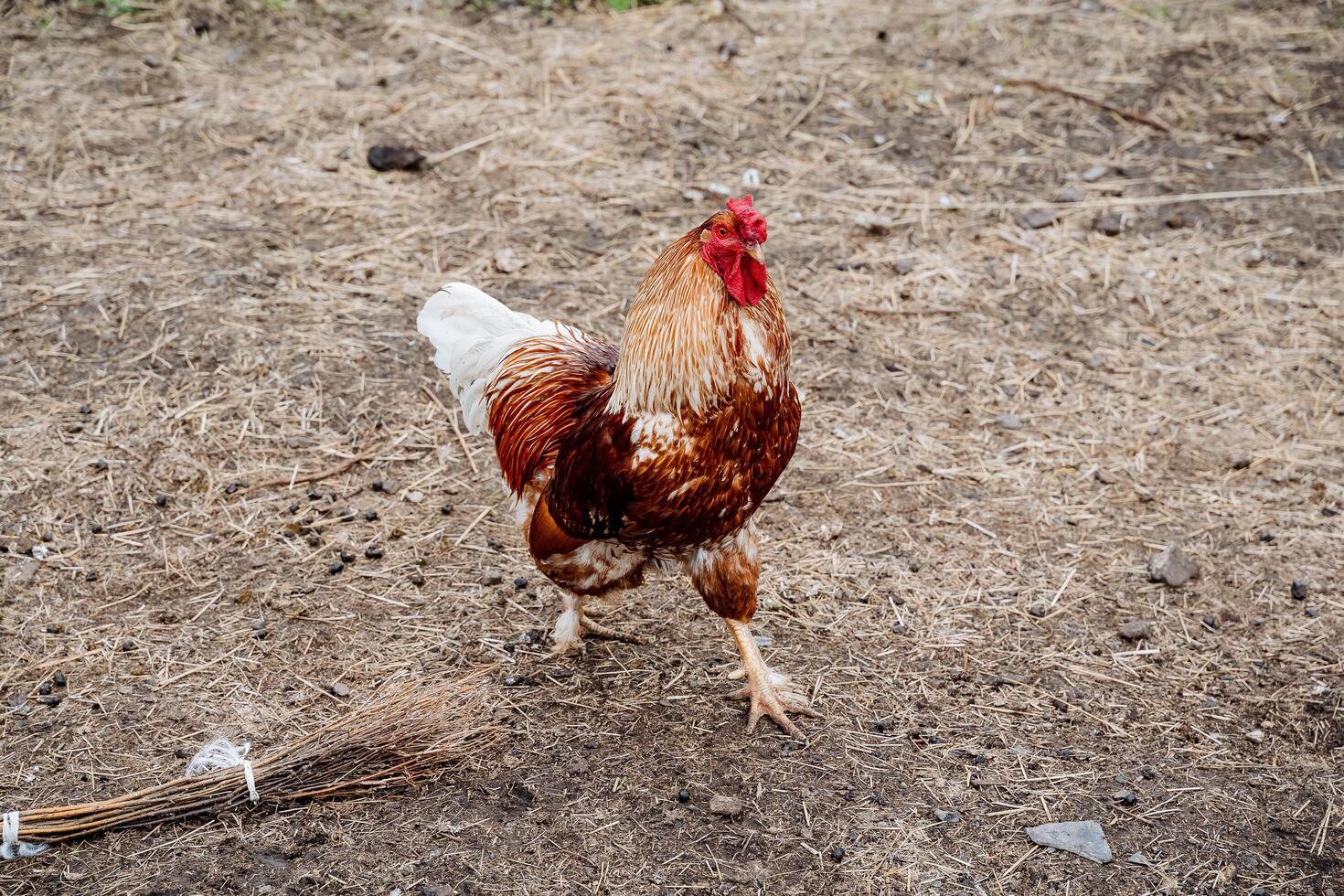 een haan wandelingen Aan de grond, een kip wandelingen in de tuin, een huisdier huisdier haan, een rood coquille, weelderig veren. foto