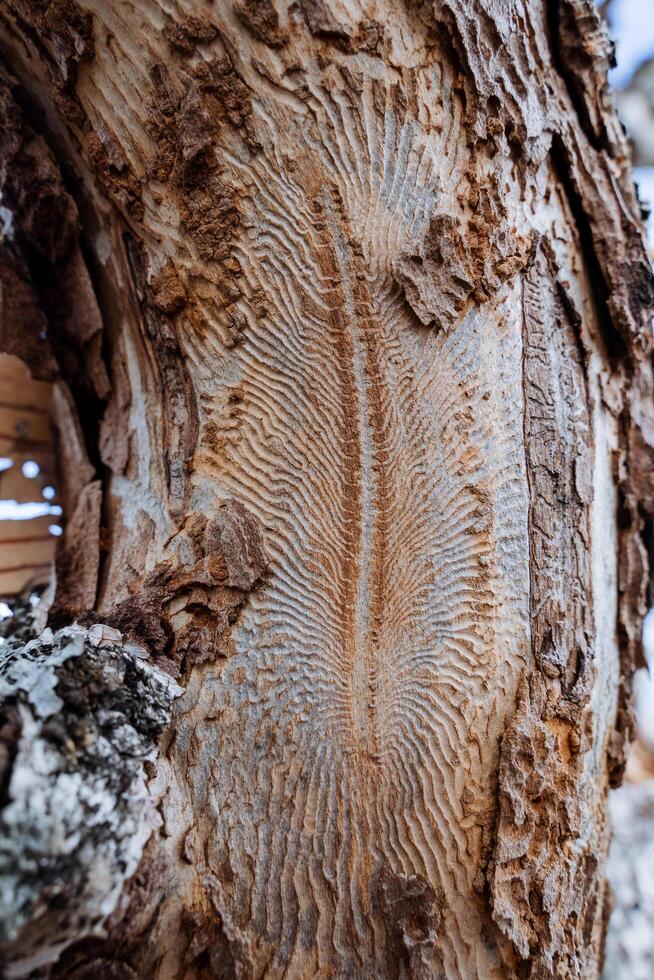 een mooi patroon Aan de boom, de schors kever links sporen van haar bestaan, een verrot boom, een droog pijnboom, een dood Woud, een detailopname van de oppervlakte van de bord. foto