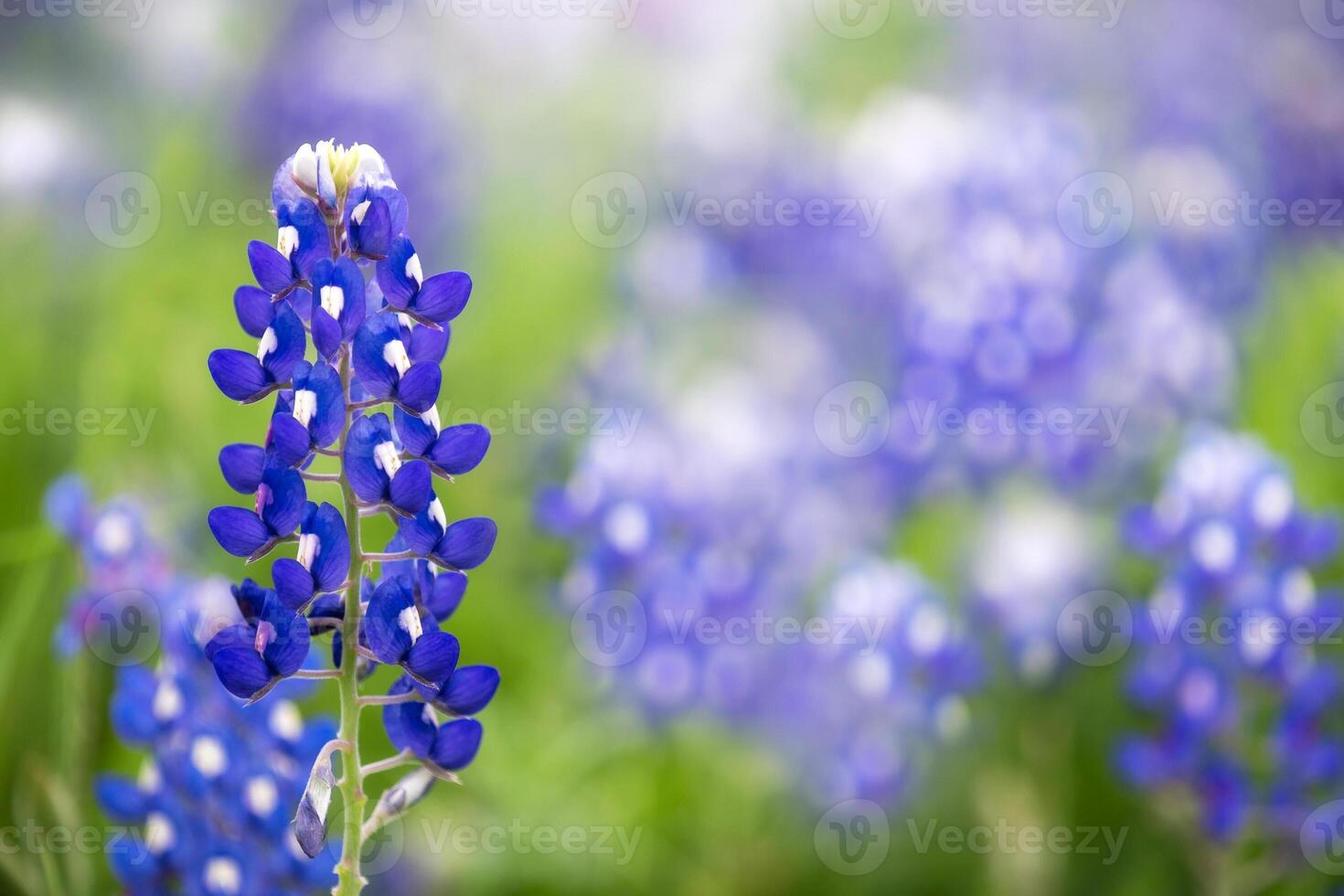 kleurrijk bloemen in voorjaar achtergrond foto