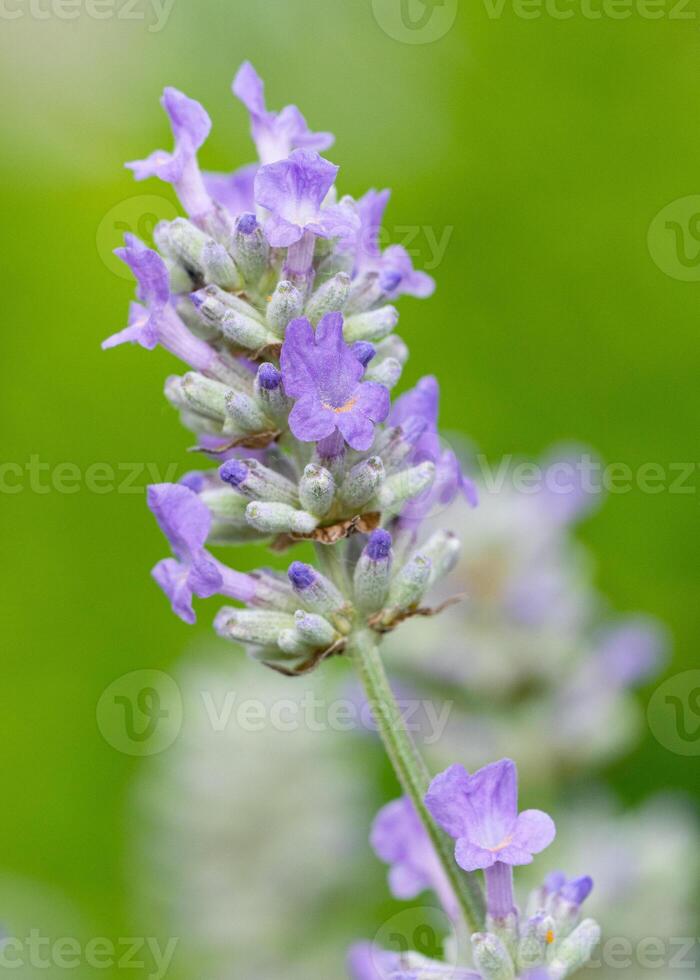 gemeenschappelijk lavendel, lavandula angustifolia foto