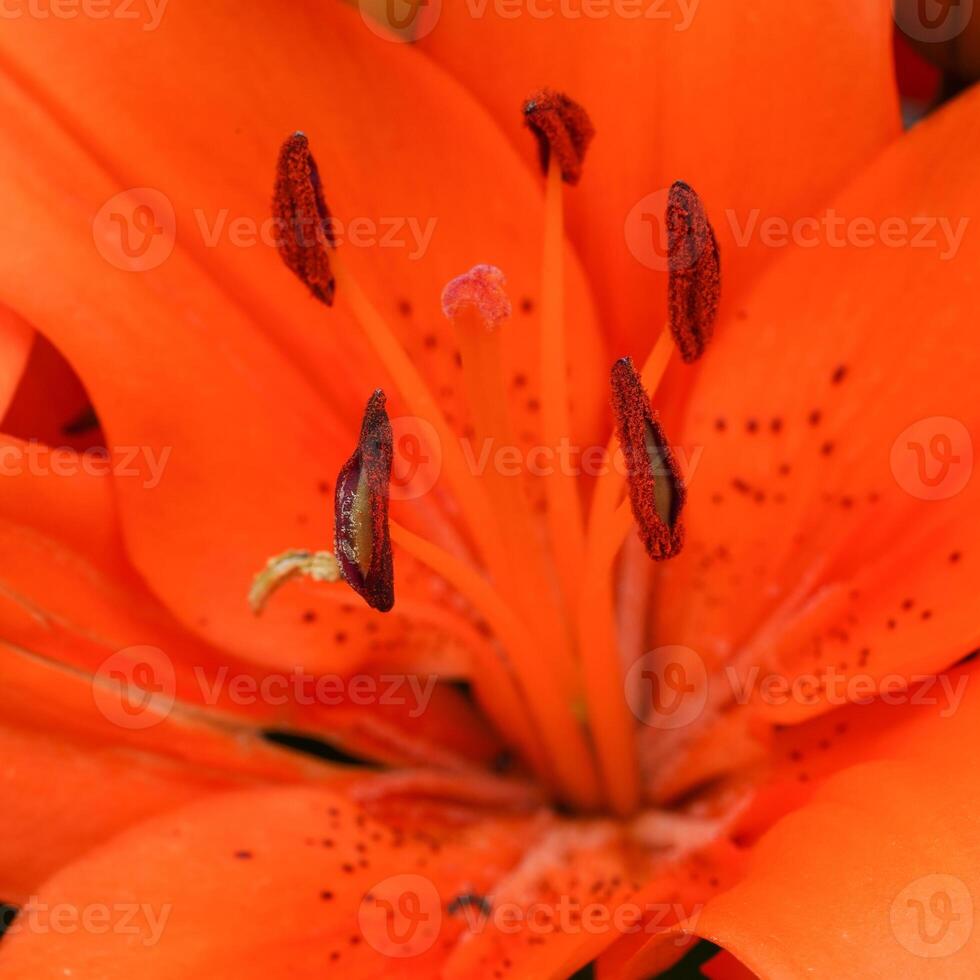 Aziatisch lelie, lilium Aziatisch foto