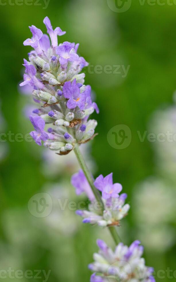 gemeenschappelijk lavendel, lavandula angustifolia foto