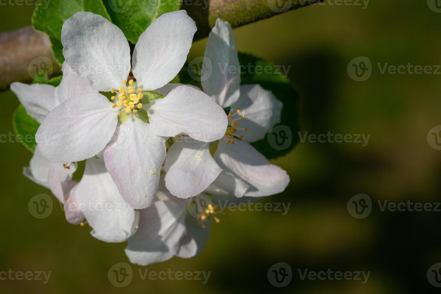 gemeenschappelijk Peer, pyrus domestica foto