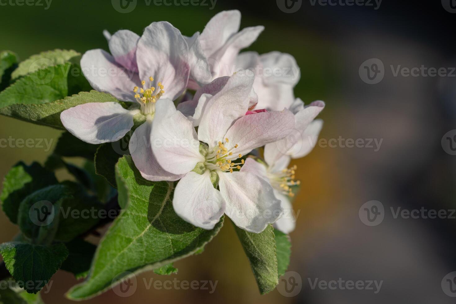 gemeenschappelijk Peer, pyrus domestica foto