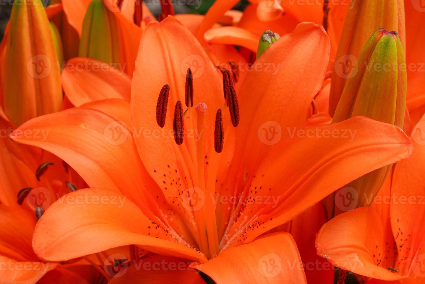 Aziatisch lelie, lilium Aziatisch foto