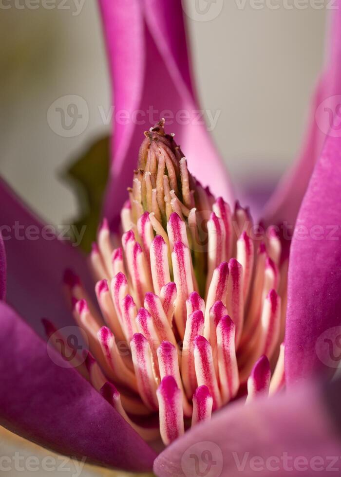 tulp magnolia, magnolia liliiflora foto