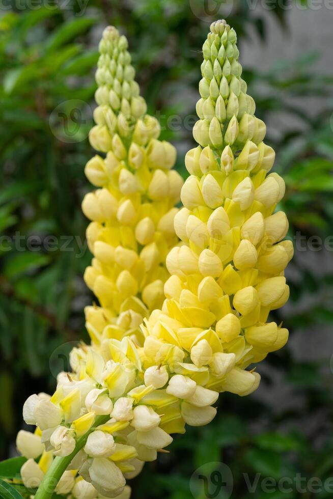 tuin wolvin, lupinus polyphyllus foto