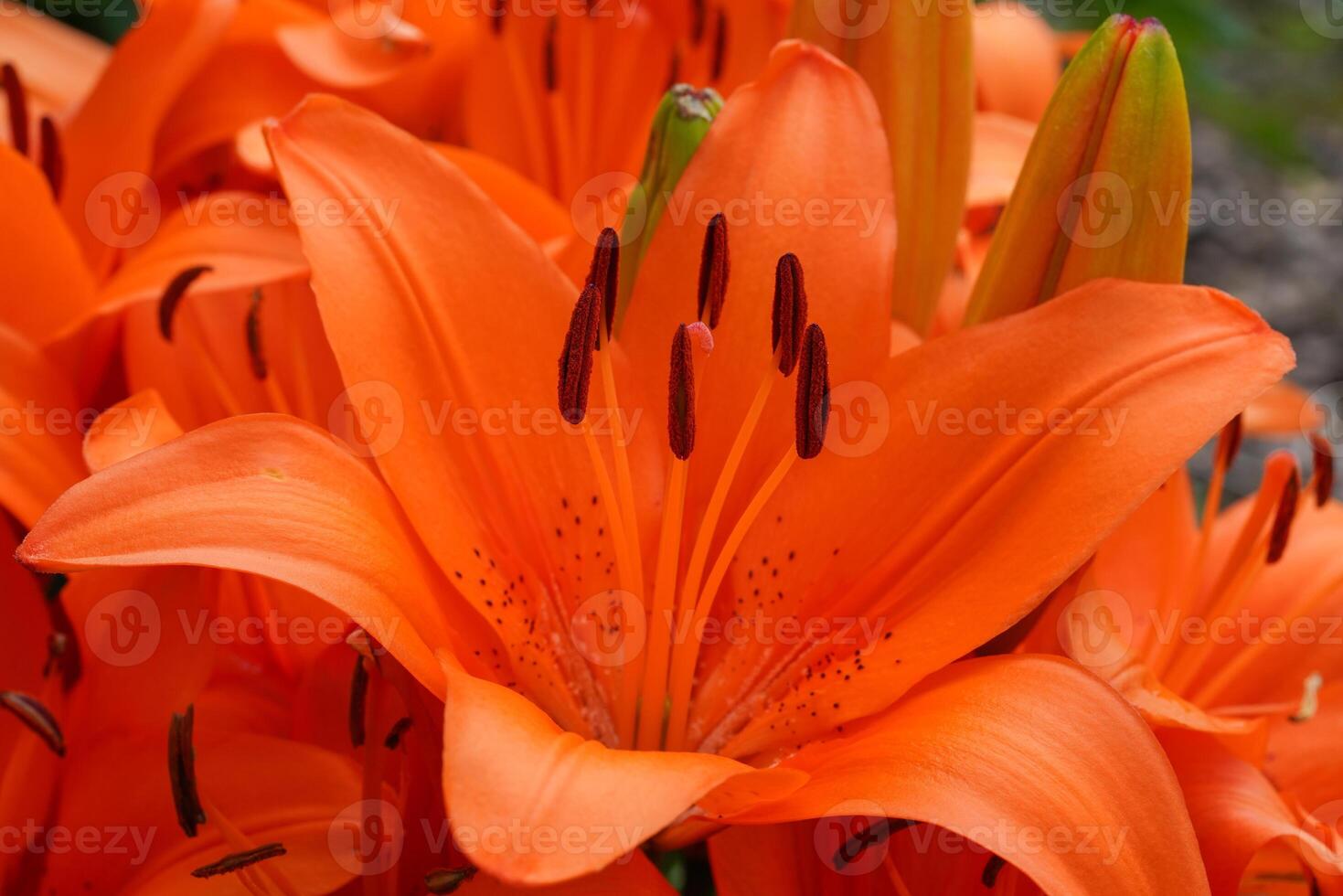 Aziatisch lelie, lilium Aziatisch foto