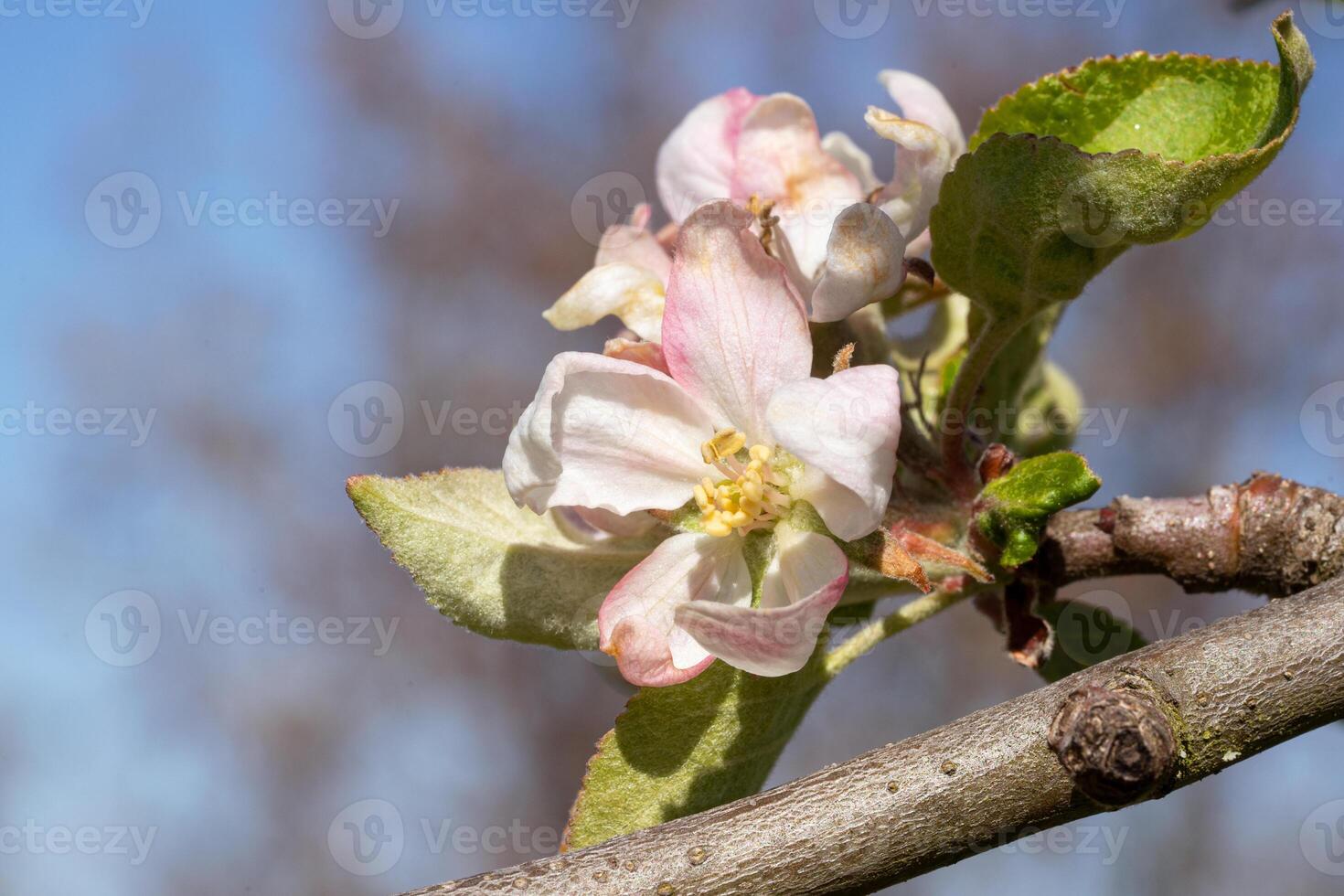 appel boom, malus domestica foto