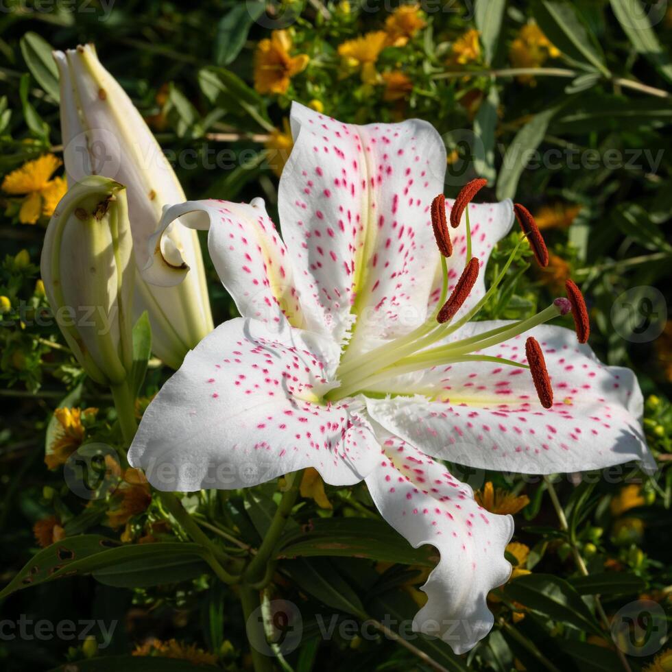 Aziatisch lelie, lilium Aziatisch foto