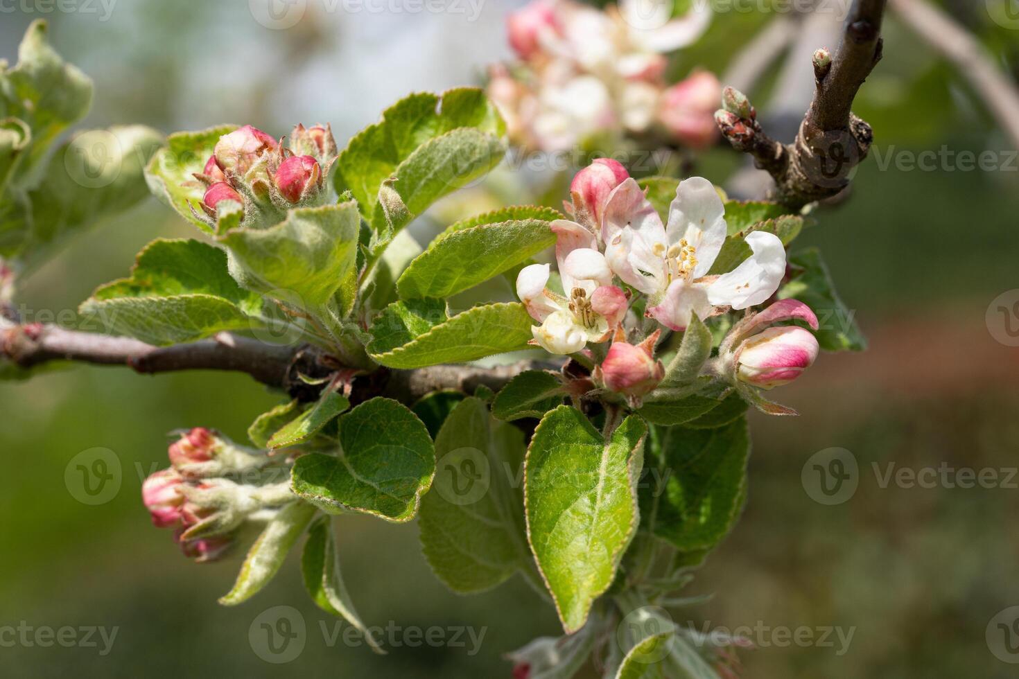 appel boom, malus domestica foto