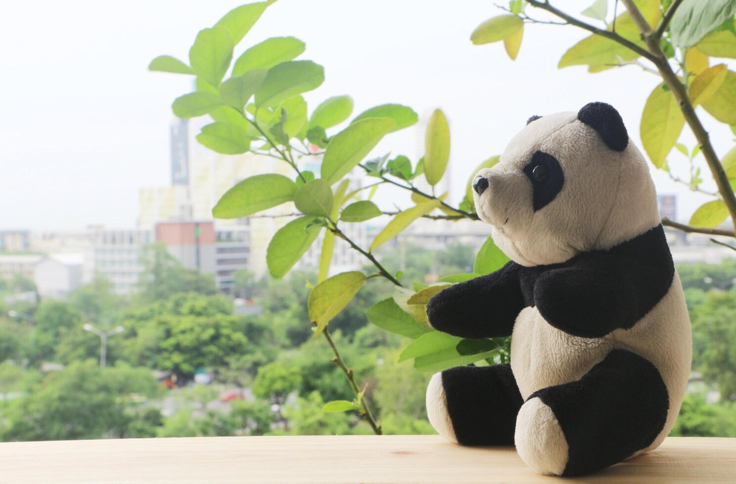 zwart en wit panda pop zittend alleen Aan de houten tafel. foto