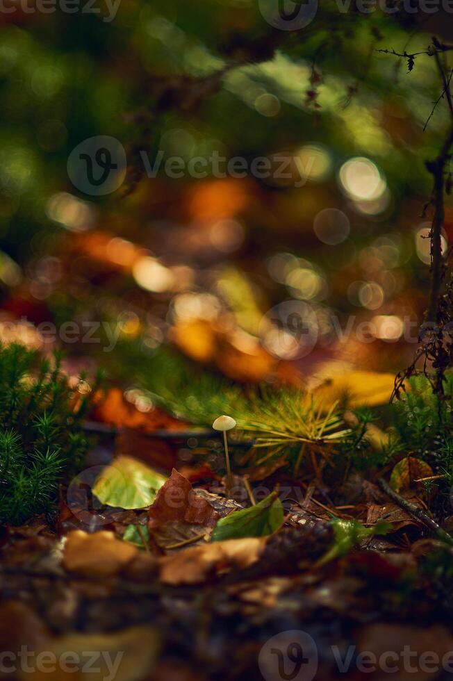 mos en bladeren en klein paddestoel in zonneschijn in diep Woud foto