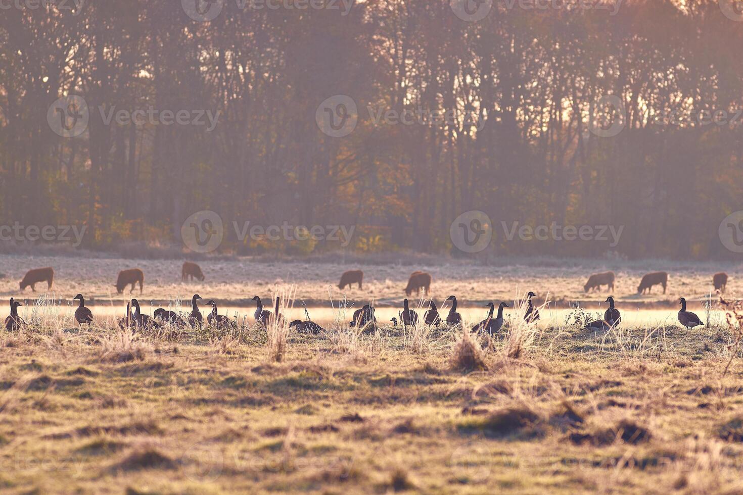 wild ganzen resting in de zon Aan een veld- foto