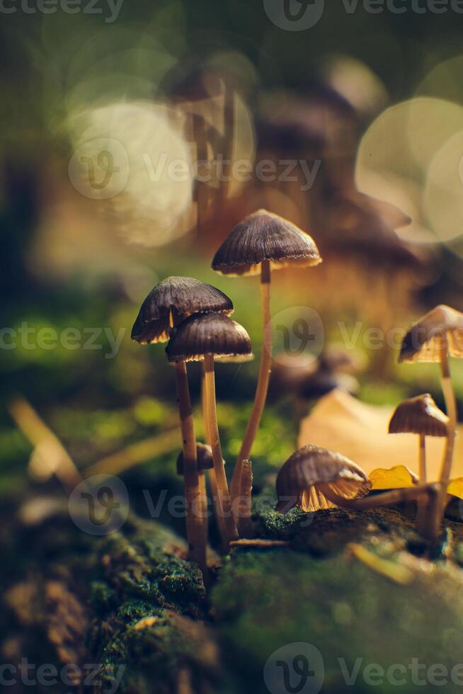 klein champignons in zonlicht in diep Woud foto