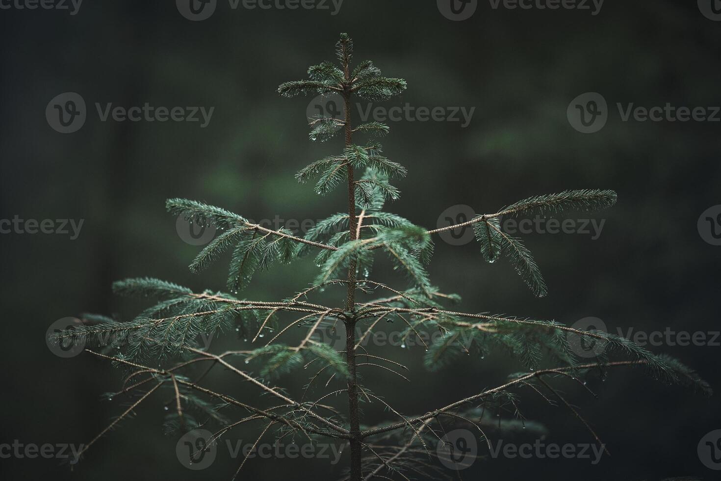 klein naaldboom in donker groen Woud foto
