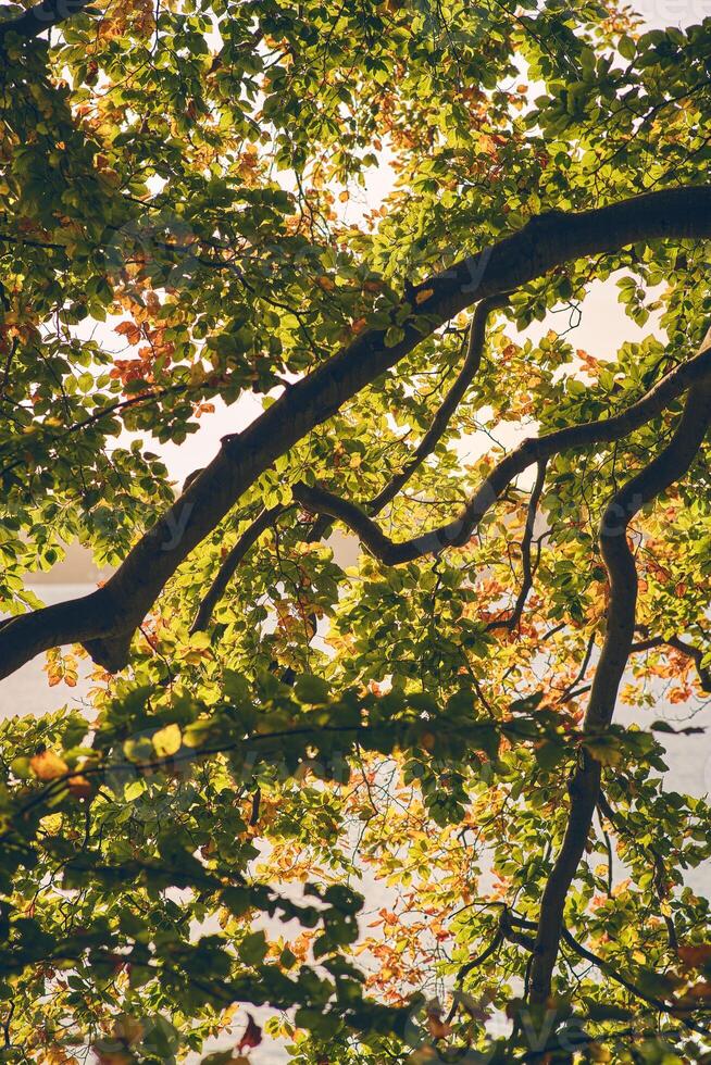 boom met groen bladeren tegen zonneschijn foto