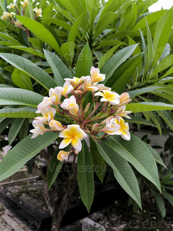 de semboja bloem of frangipani of plumeria rubra is een fabriek in subtropisch of tropisch klimaten en is in de volksmond geplant in tempels en begraafplaatsen. foto