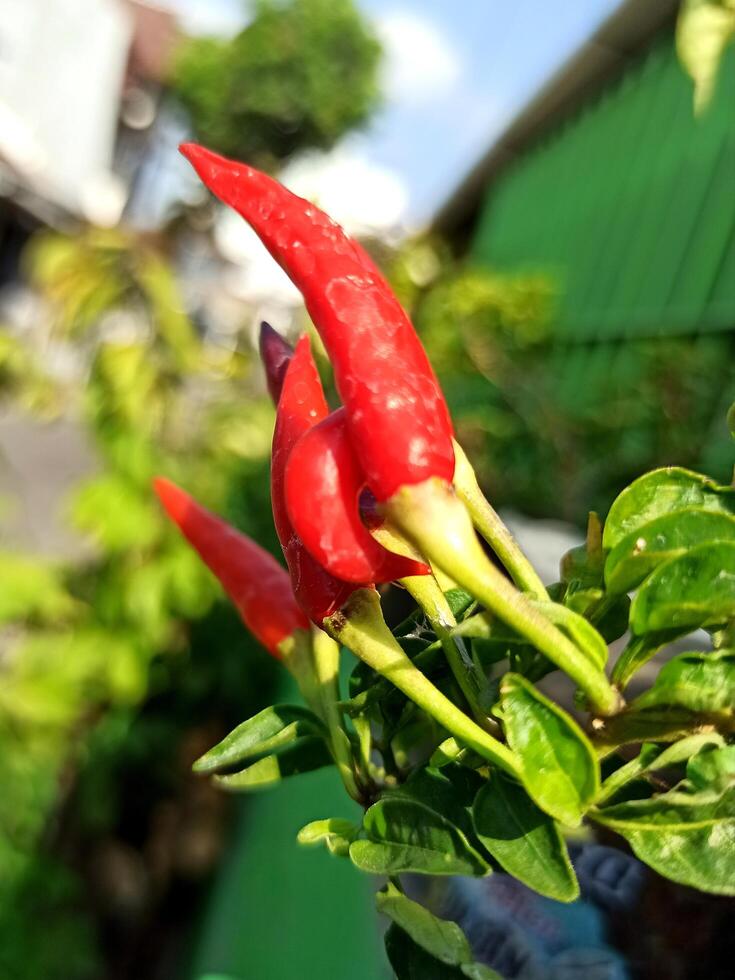 rood chili paprika's in dichtbij omhoog schieten foto