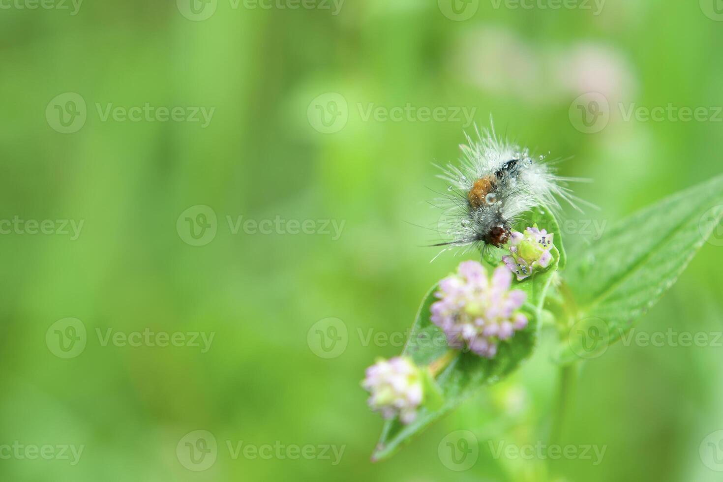 rups- bruin pollen mot foto