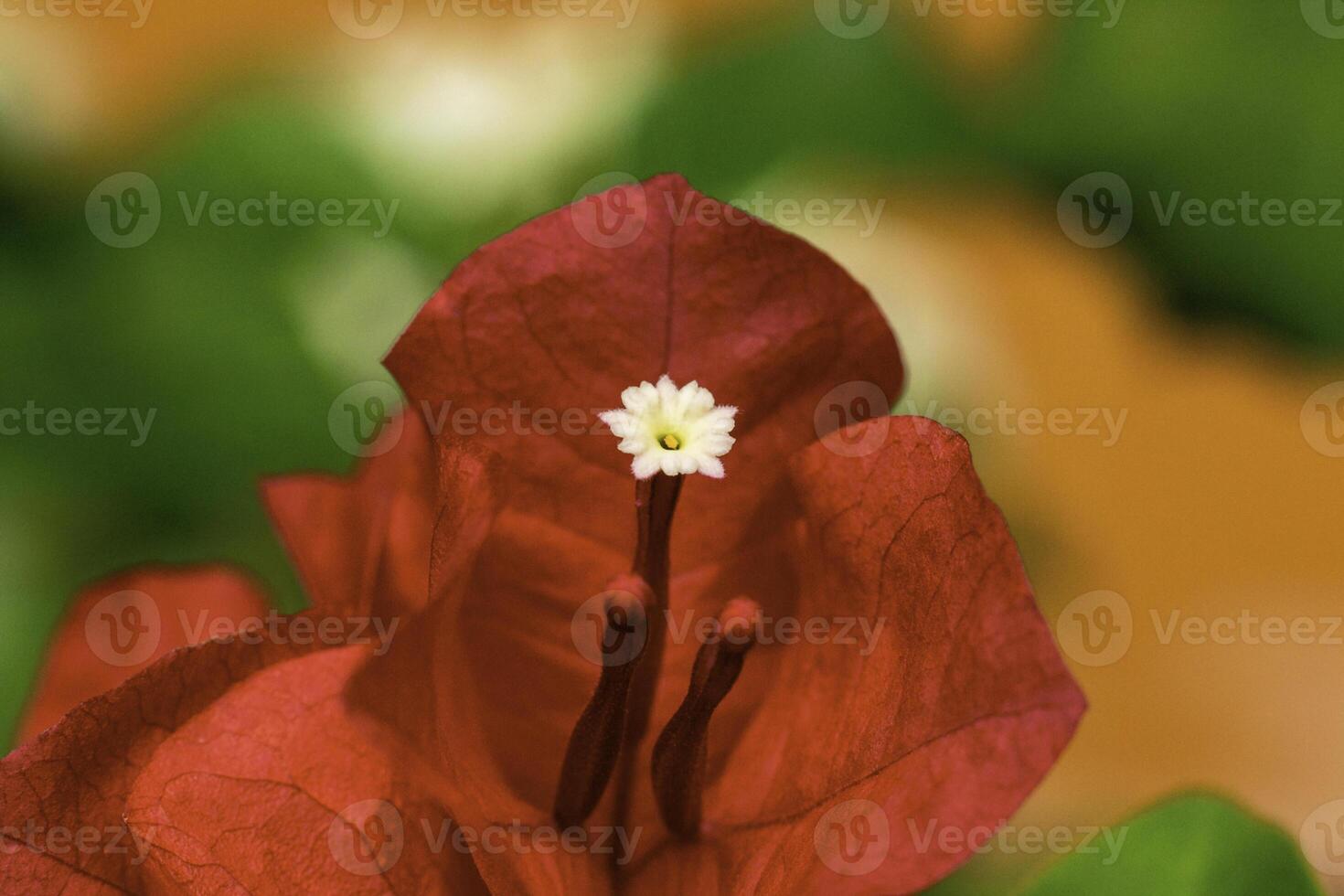 een macro, sluiten omhoog fotografie van mooi bloeiend bougainvillea plant, de meeldraden, stigma en stamper schattig bougainville, bougainvillea spectabilis bloesem. foto