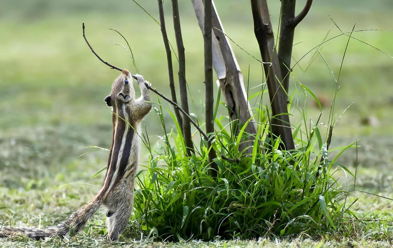 een eekhoorn is staand Aan de gras in de buurt een boom foto