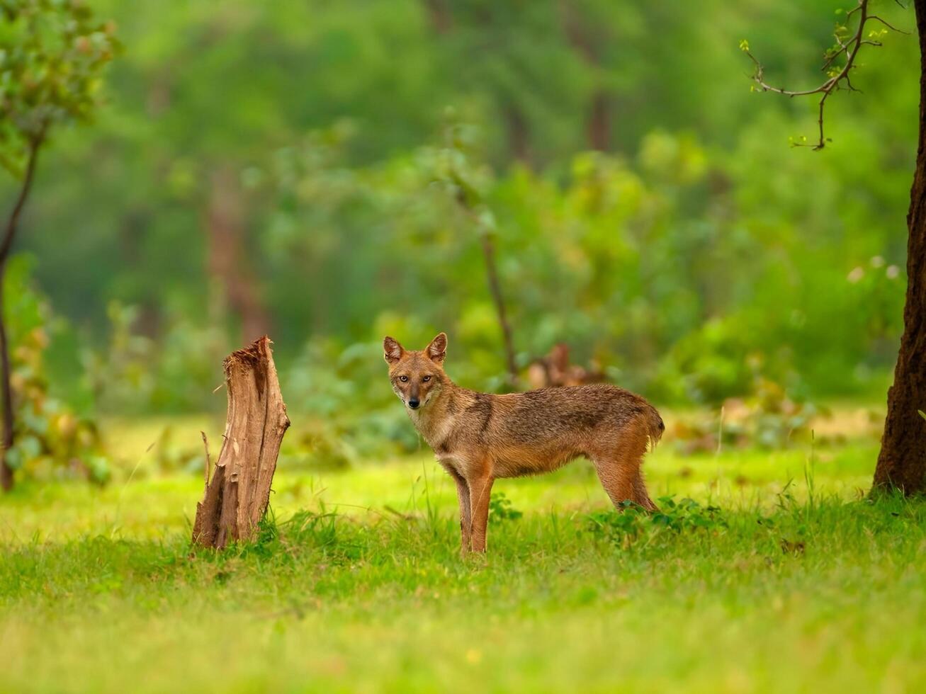 een wolf staat in de gras in de buurt een boom foto