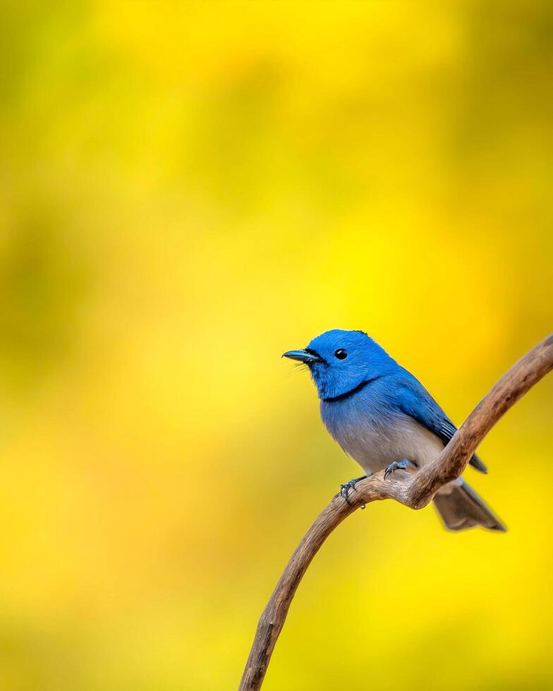 een blauw vogel zittend Aan een Afdeling met een geel achtergrond foto