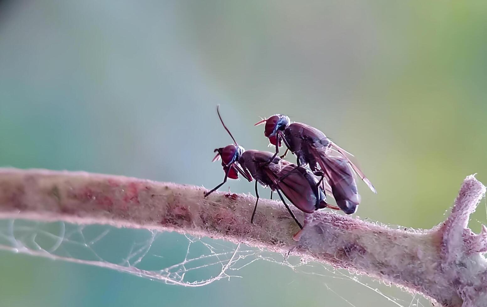 twee vliegt zittend Aan een Afdeling met een spin web foto