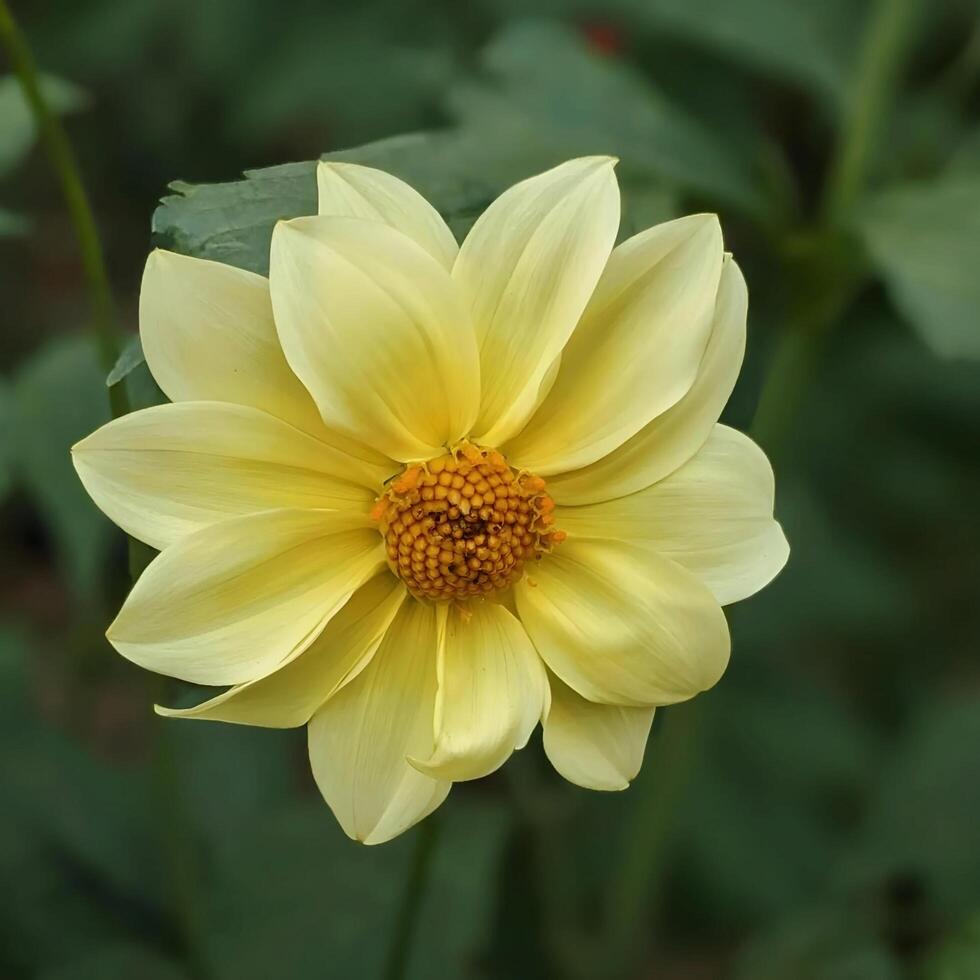 een geel bloem met een groen stam foto