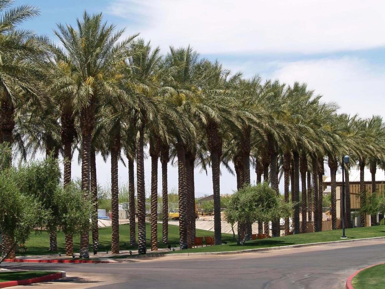 Feniks, az, 2007 -rijen van palm bomen voering trottoir met banken foto