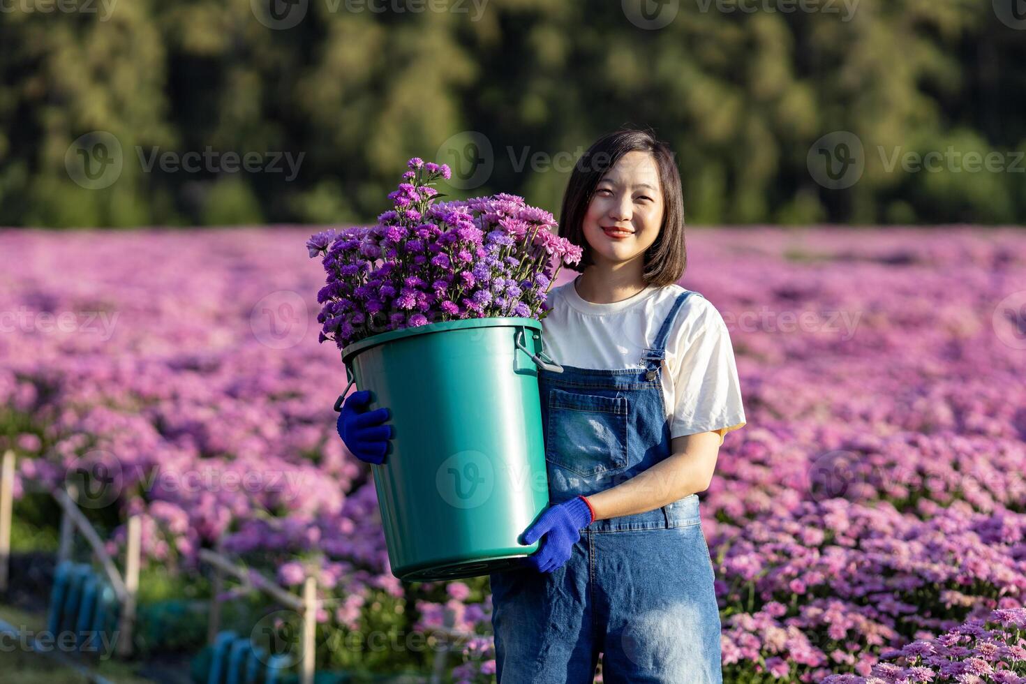 Aziatisch vrouw boer of bloemist is werken in de boerderij terwijl snijdend Purper chrysant bloem gebruik makend van snoeischaar voor besnoeiing bloemen bedrijf voor dood rubriek, teelt en oogst seizoen foto