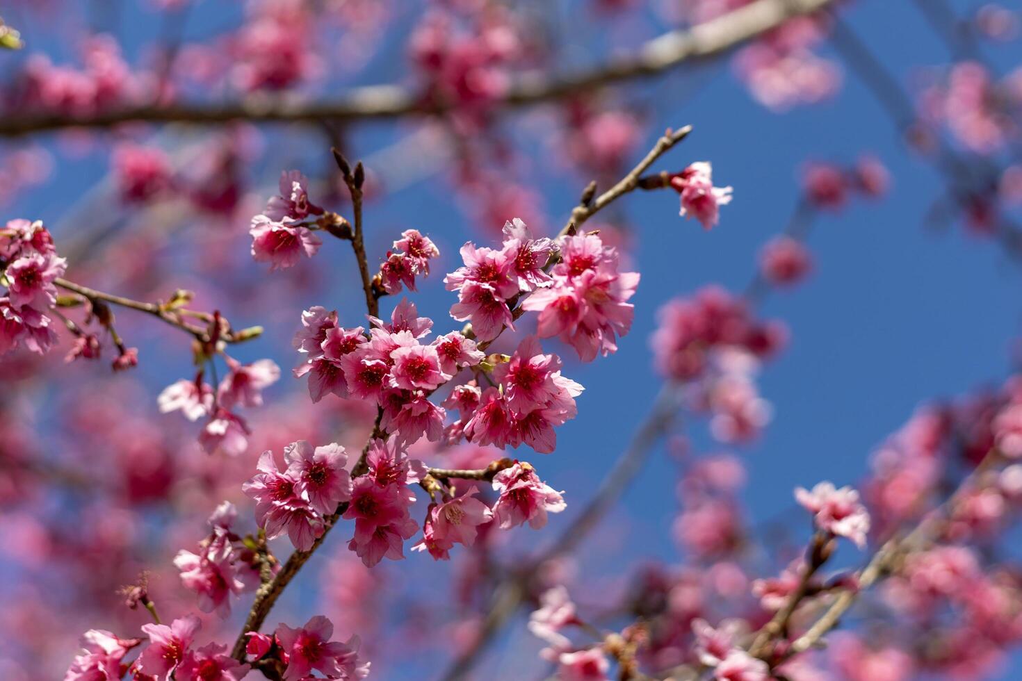 Japans kers bloesem of roze sakura bloem bloeiend gedurende voorjaar seizoen met helder blauw lucht achtergrond foto