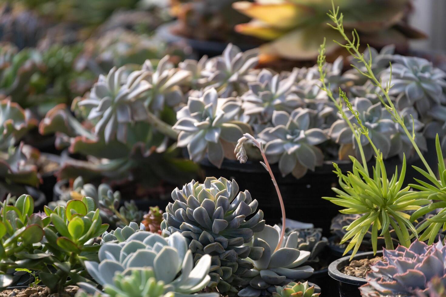 verzameling van gezond decoratief sappig top visie in de kas tuin voor beperkt ruimte stedelijk tuinieren ontwerp foto