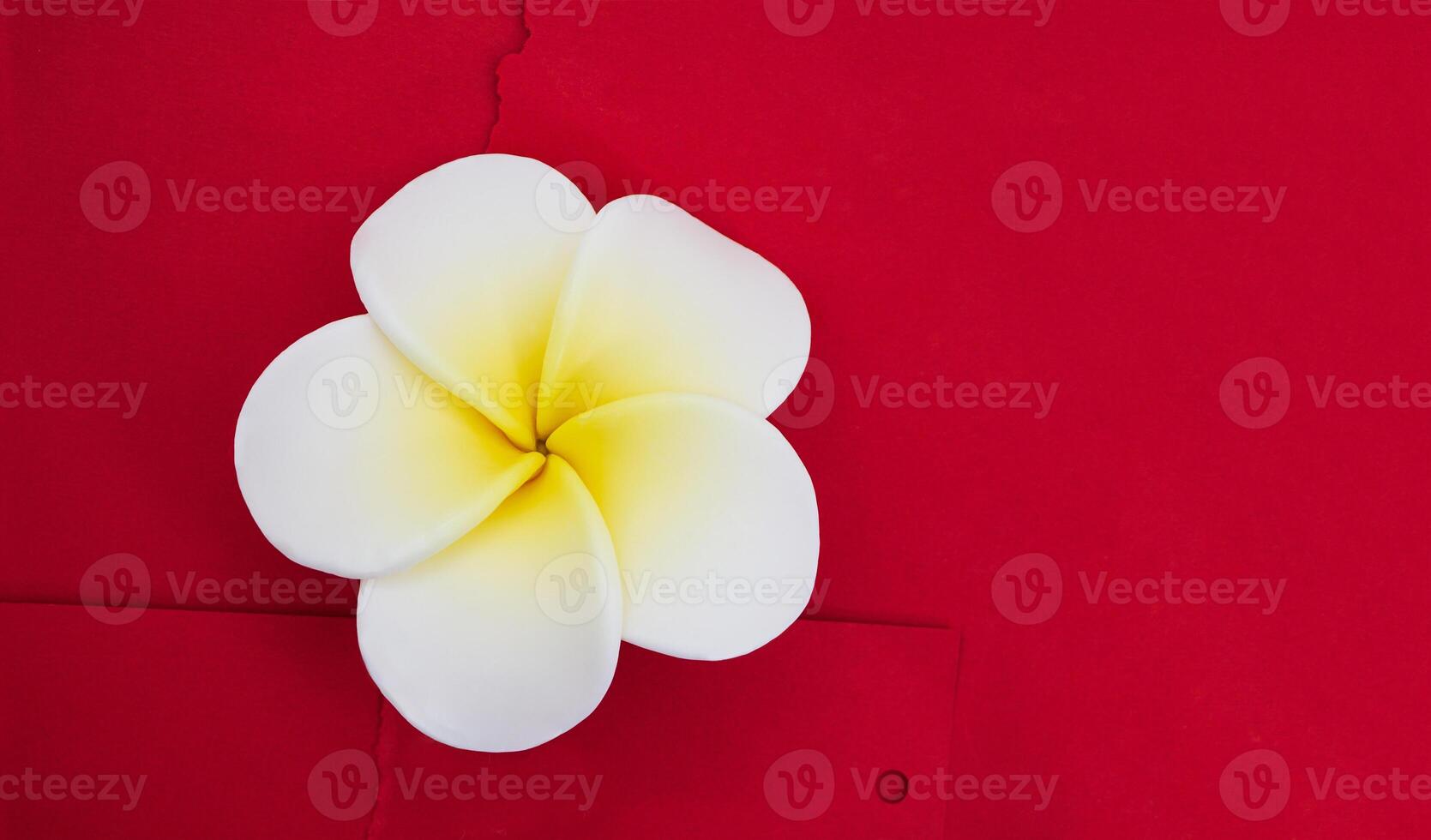 frangipani bloem plumeria Aan bordeaux getextureerde achtergrond met gescheurd papier. vakantie, Aankondiging, spa, zeep maken. kopiëren ruimte foto