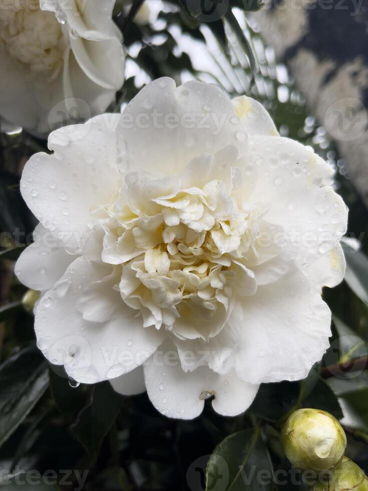 een wit bloem met water druppels Aan het foto
