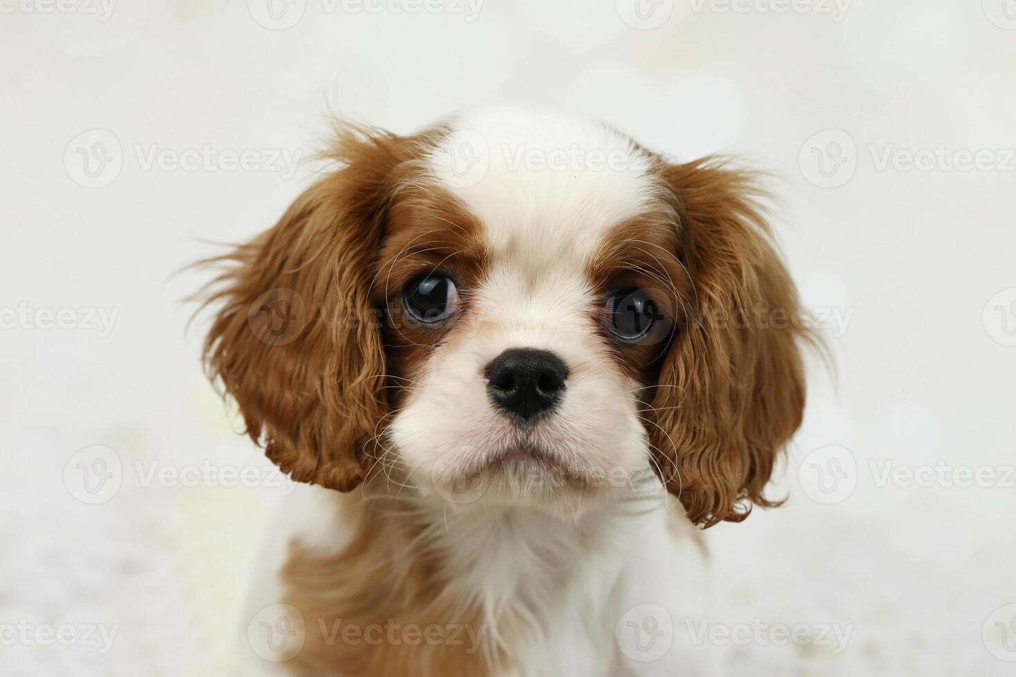 schattig cavalier koning Charles spaniel puppy Aan licht achtergrond foto