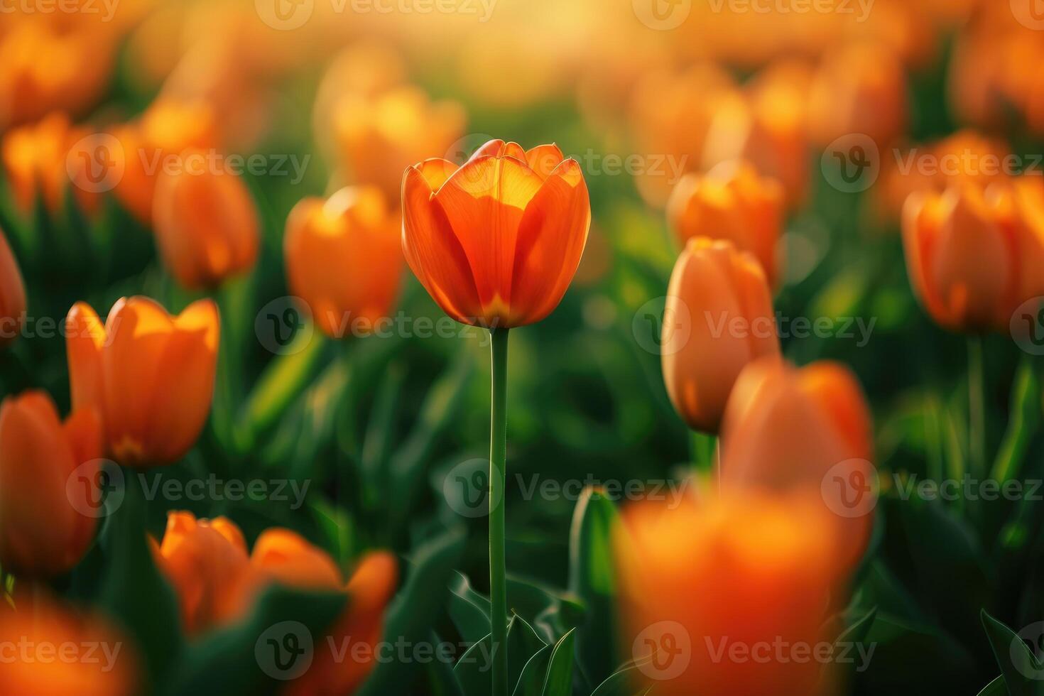 ai gegenereerd oranje tulp, staand in de centrum van een groot groep van tulpen in voorkant van een groen veld, in de stijl van romantisch zacht focus en etherisch licht. selectief focus. generatief ai foto