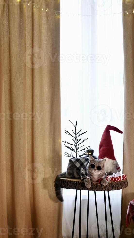 Schots Rechtdoor oren kat met bril en rood decoraties Aan gelukkig nieuw jaar, vieren vakantie vrolijk kerstmis. huisdier zittend Aan de tafel Bij huis foto