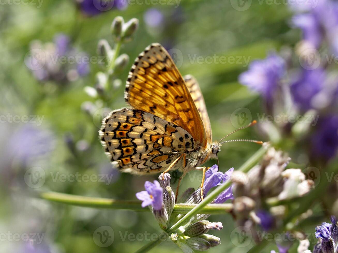 monarch, mooi vlinder fotografie, mooi vlinder Aan bloem, macro fotografie, mooi natuur foto