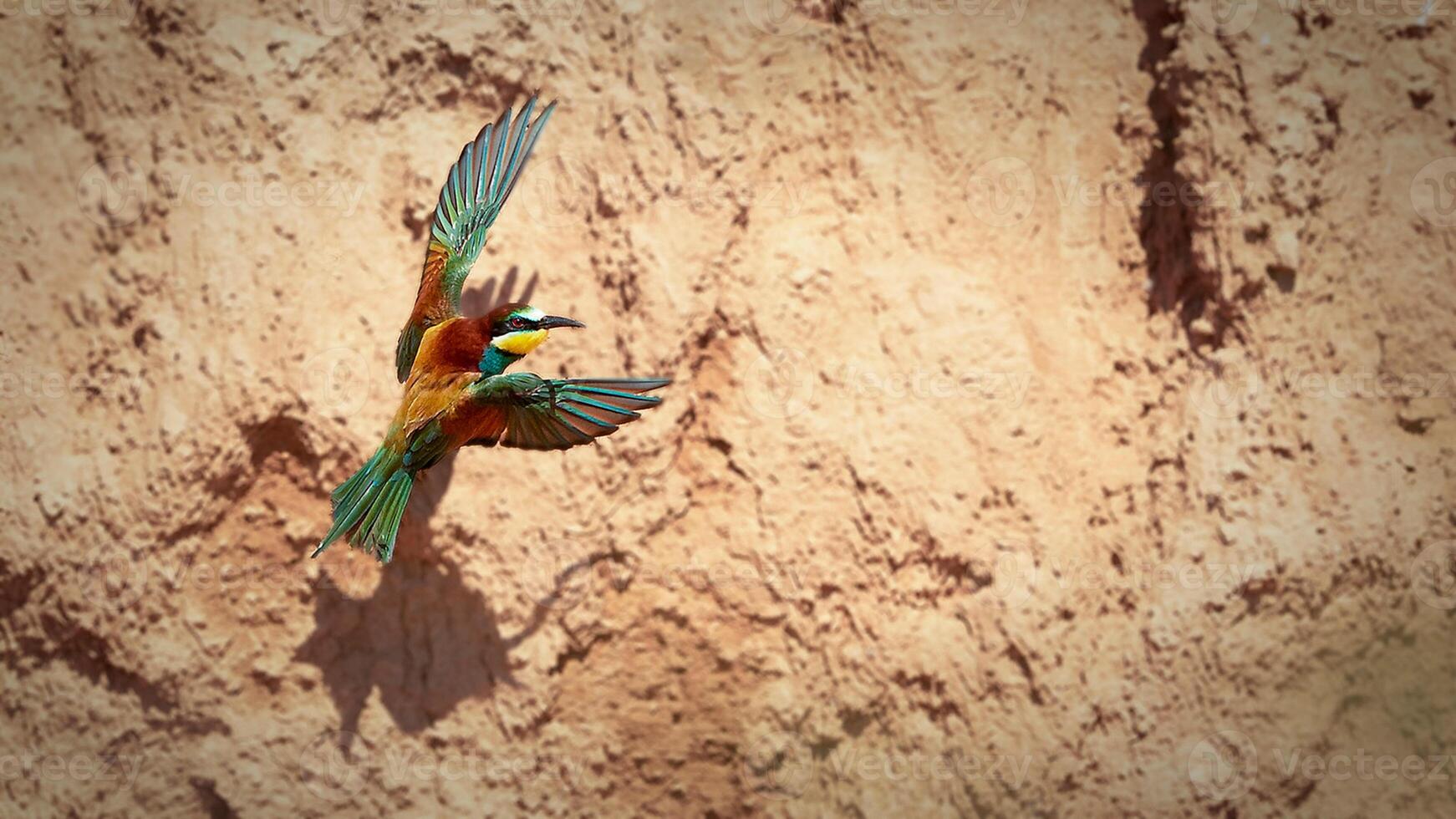 vogel fotografie, vogel afbeelding, meest mooi vogel fotografie, natuur fotografie foto