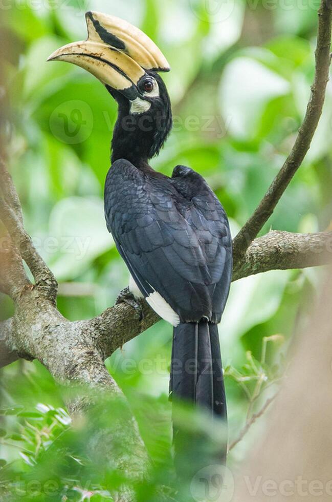 vogel fotografie, vogel afbeelding, meest mooi vogel fotografie, natuur fotografie foto